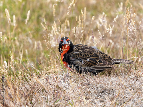 Long- tailed Meadowlark, Sturnella loyca falclandica, is one of most colorful colored birds, Carcass, Falklands / Malvinas
