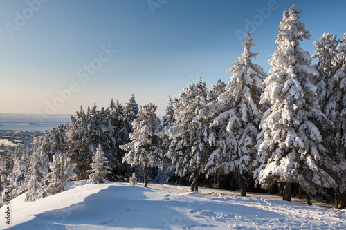 spruce in the snow in the winter