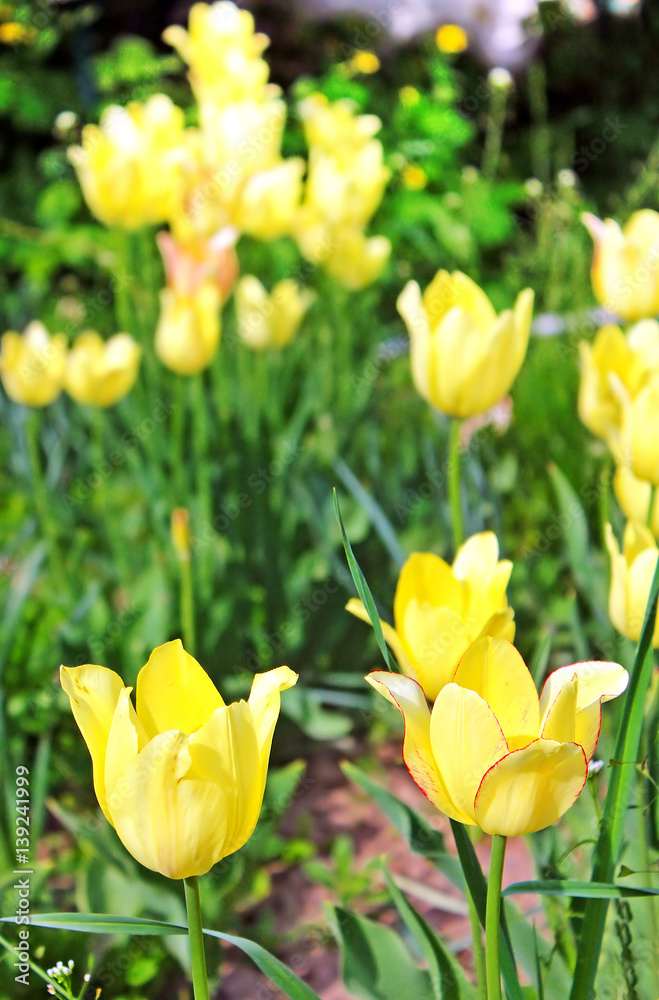 Obraz premium Yellow tulips