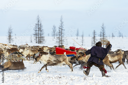 Nomad shepherd catches reindeer by lasso during migration. Yamal Peninsula, Siberia. © longtaildog