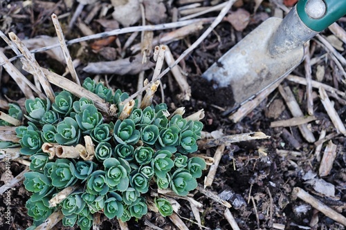 Transplanting a sedum plant in early spring