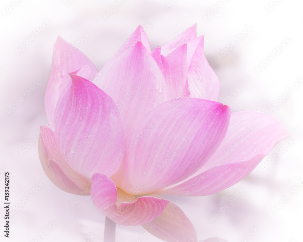Close-up shot of beautiful lotus on blurred background