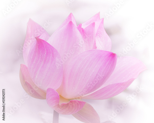 Close-up shot of beautiful lotus on blurred background