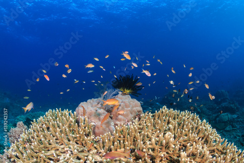 Anthias and fish swim around coral on a tropical reef