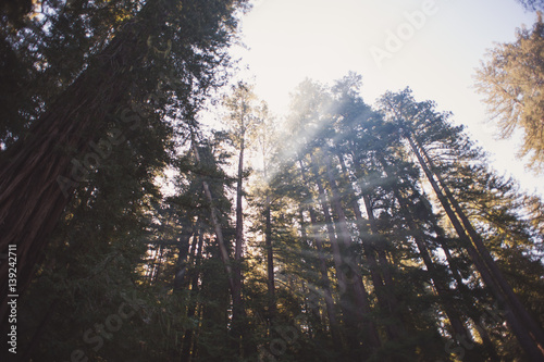 smoke in the redwood forest