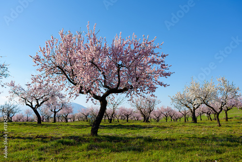 Field with almond blossoms in Almeria, Spain Fototapet