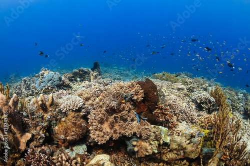 Beautiful colorful,healthy tropical coral reef