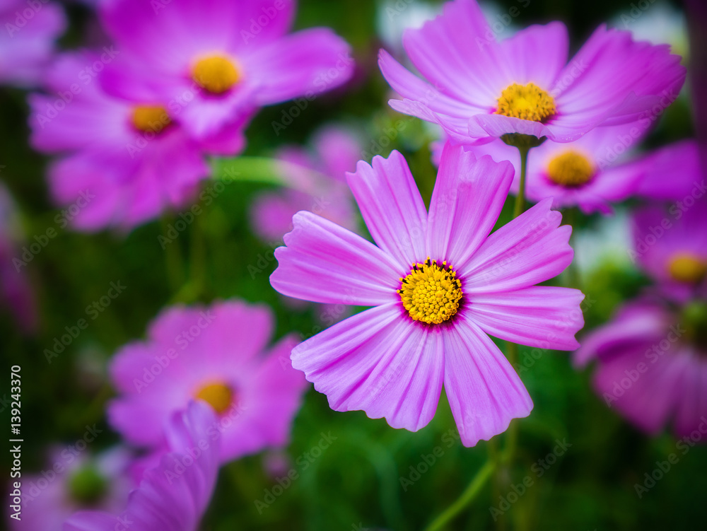 Cosmos flowers