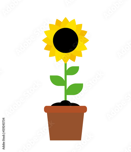 Fototapeta Naklejka Na Ścianę i Meble -  sunflower in pot flat illustration on white background