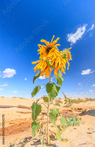 Sunflower in the desert photo