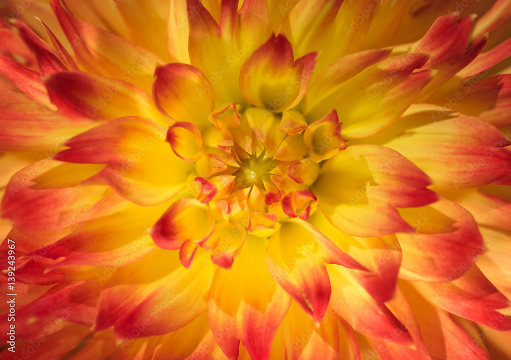 Obraz premium Close up photo of a flower head. Romantic look