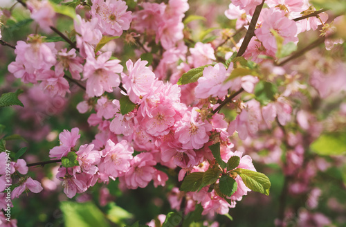 Blooming tree with pink flowers in spring. Freshness of spring