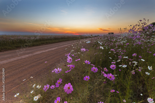 Cosmos flowers after sunset