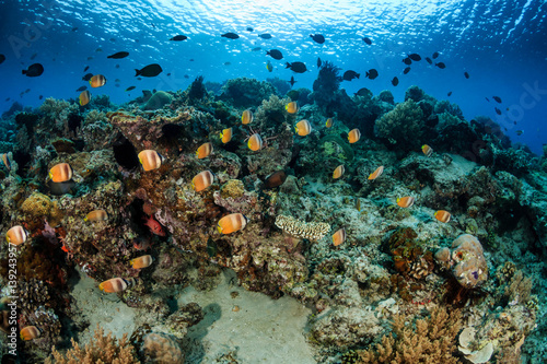 Fototapeta Naklejka Na Ścianę i Meble -  Butterflyish on the reef