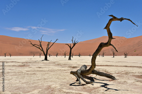 Deadvlei, Sossusvlei, Namib-Naukluft Park, Namibia