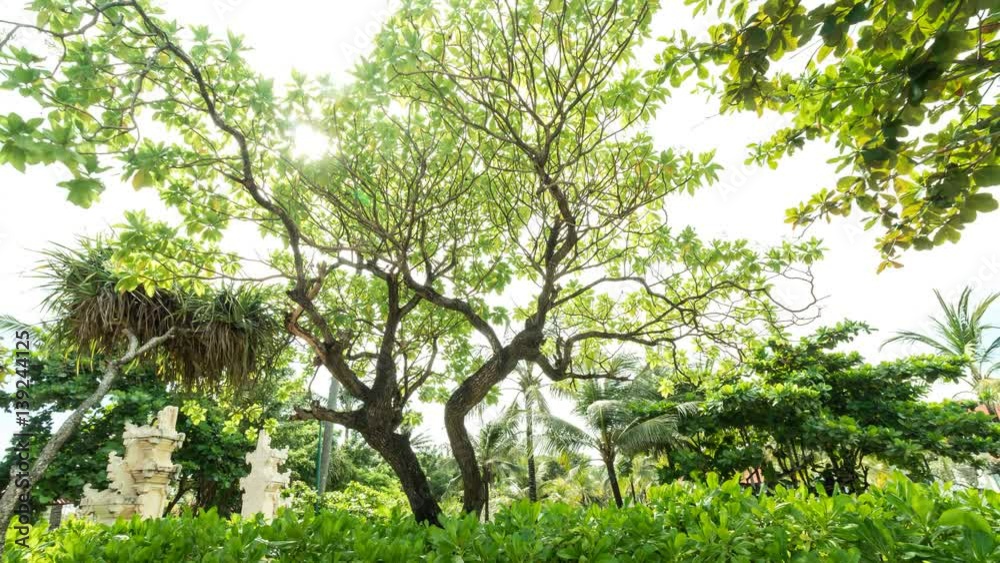 4K Time lapse of palms and tropical plants. Bali island, Indonesia. 4K Time lapse of palms and tropical plants. Bali island, Indonesia.