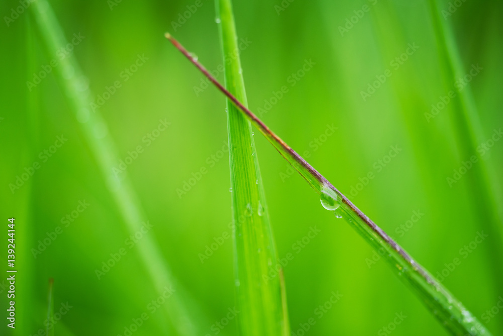 Obraz premium Macro photo of grass with rain drop