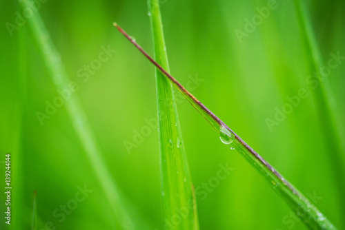 Macro photo of grass with rain drop