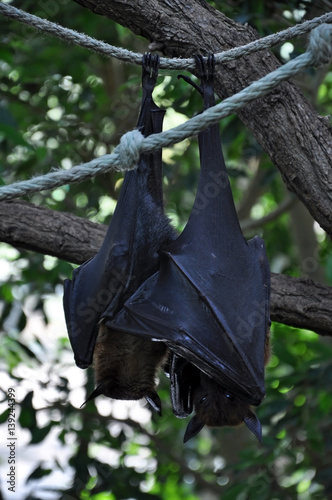 Two bats sleeping head down on a rope in nature.