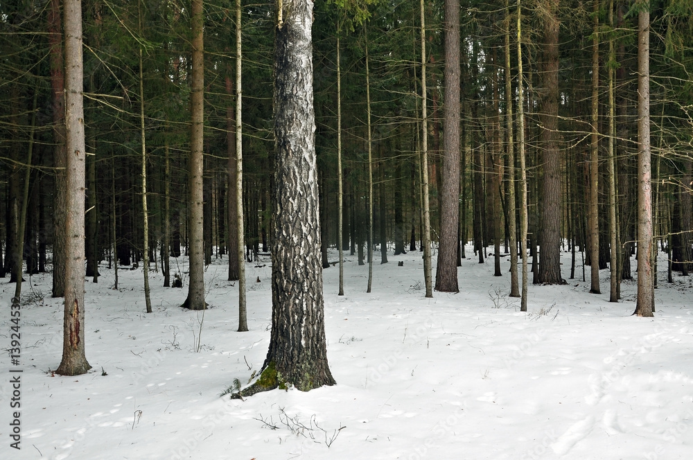 Fototapeta premium Dense spruce forest in winter. The trunks of the trees among the snow.
