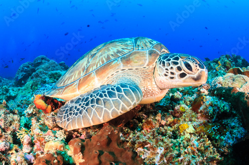 Green Turtle on a tropical coral reef