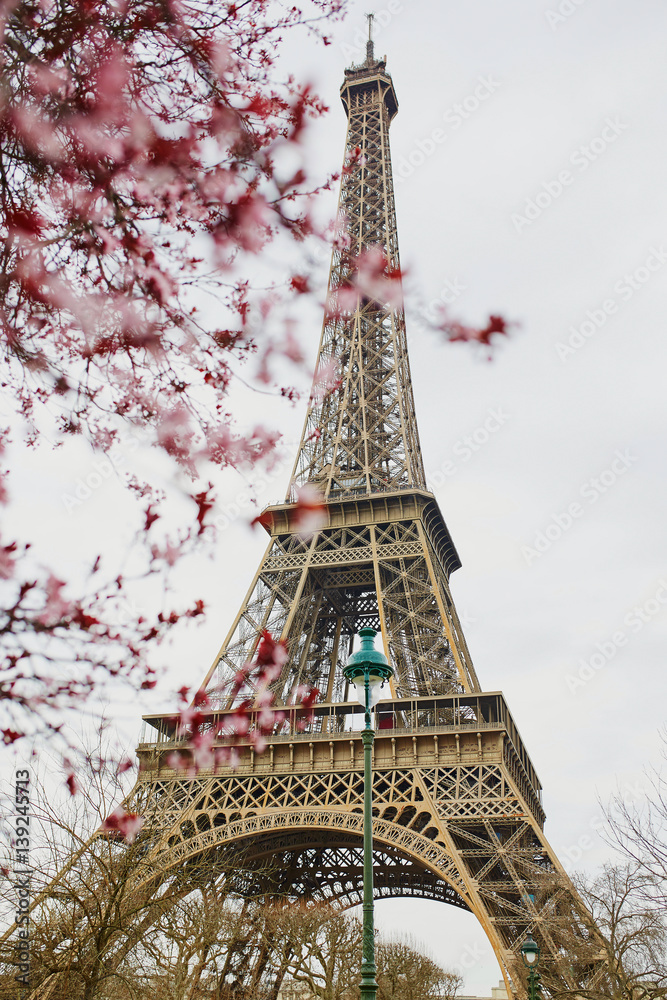 Cherry blossom season in Paris, France