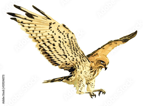 Aguila culebrera, acuarela photo