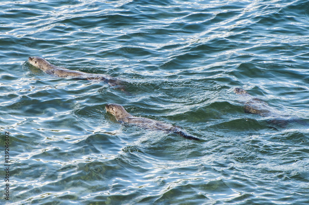 Fototapeta premium North American river otters