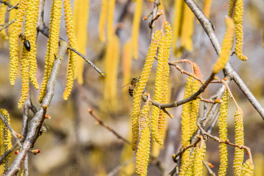 Pollination by bees earrings hazelnut. Flowering hazel hazelnut.