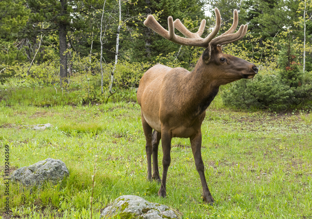 Fototapeta premium Young elk