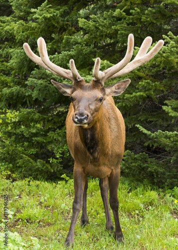 Young elk