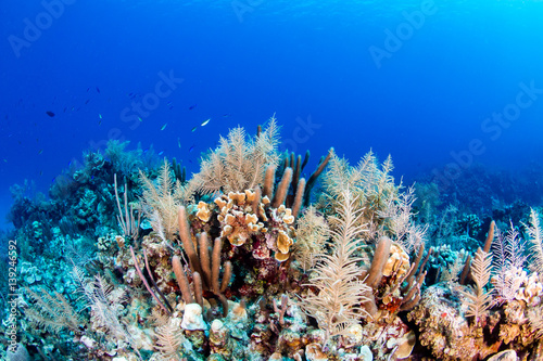 Fototapeta Naklejka Na Ścianę i Meble -  Thriving tropical coral reef