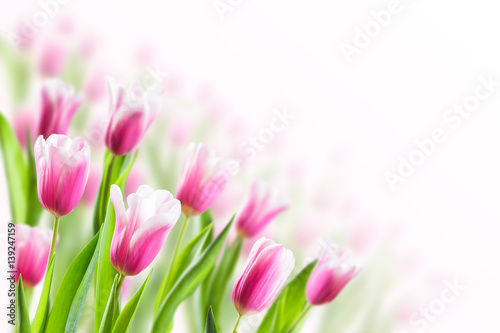 Spring Background with Tulip