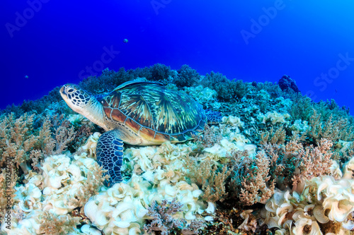 Fototapeta Naklejka Na Ścianę i Meble -  Green Turtle.  Han's Reef.  Gili Air
