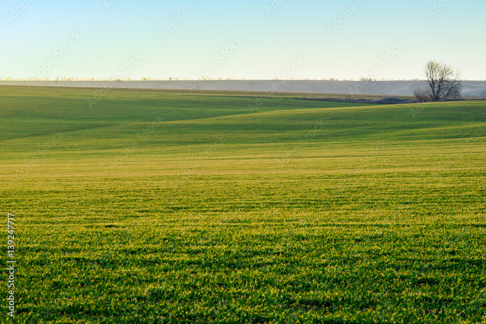 Landscape. Green field in the sun