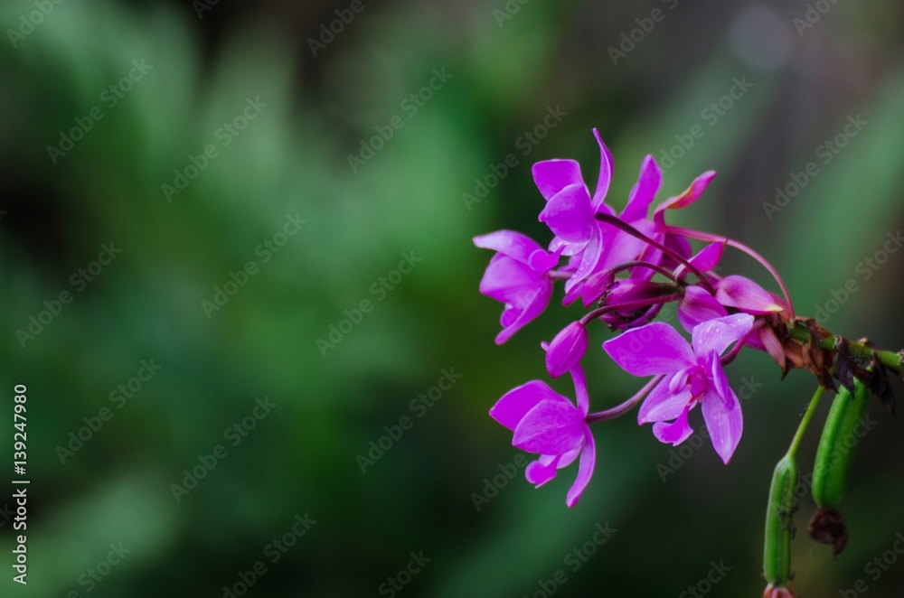 Beautiful pink flower on green blurred background, copy space, color tone effect. Beautiful pink flower on green blurred background, copy space, color tone effect.