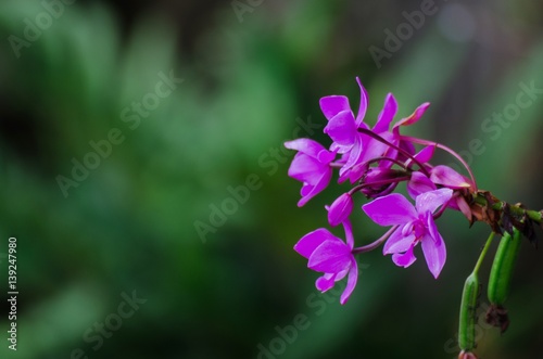 Beautiful pink flower on green blurred background, copy space, color tone effect.