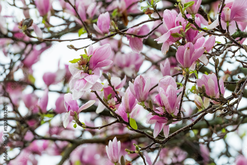 views of blooming magnolia