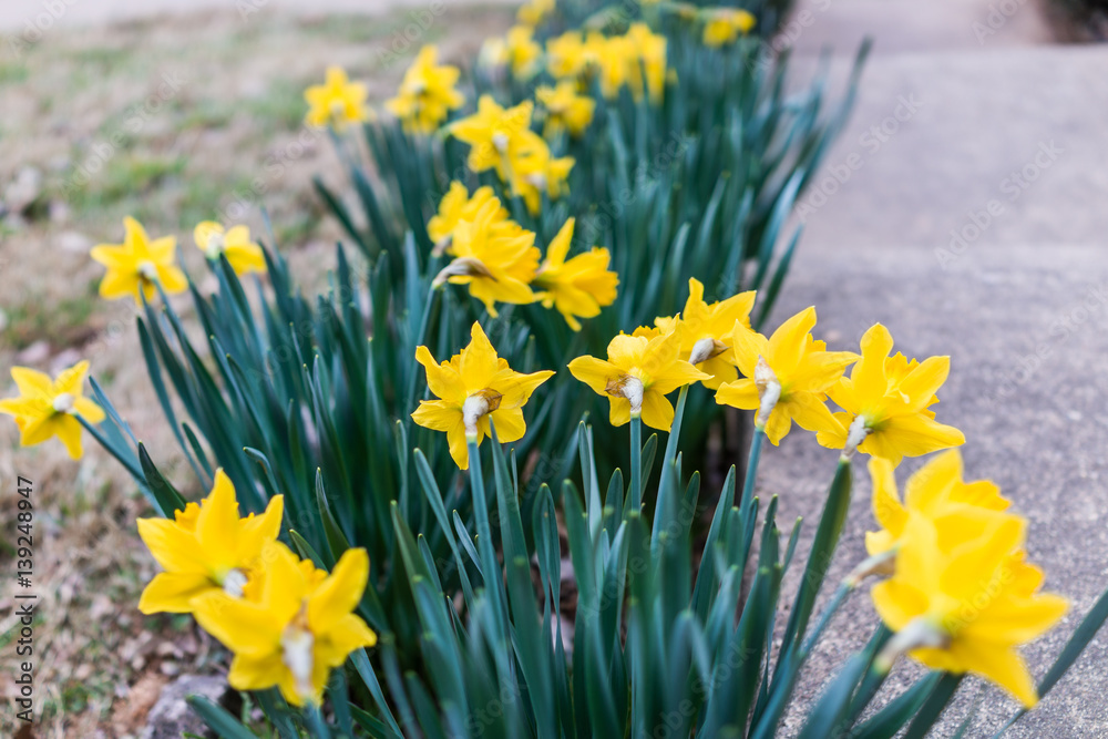 Obraz premium Many yellow daffodils viewed from behind with green leaves