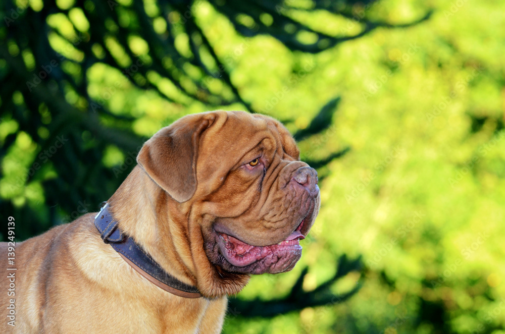 Dogue de Bordeaux