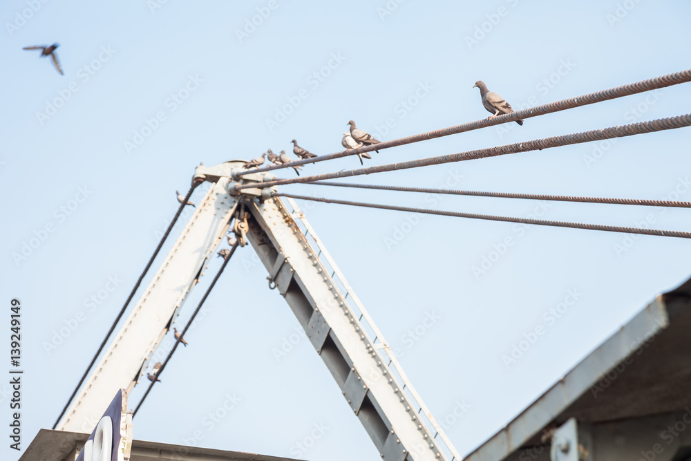  birds sitting on sling