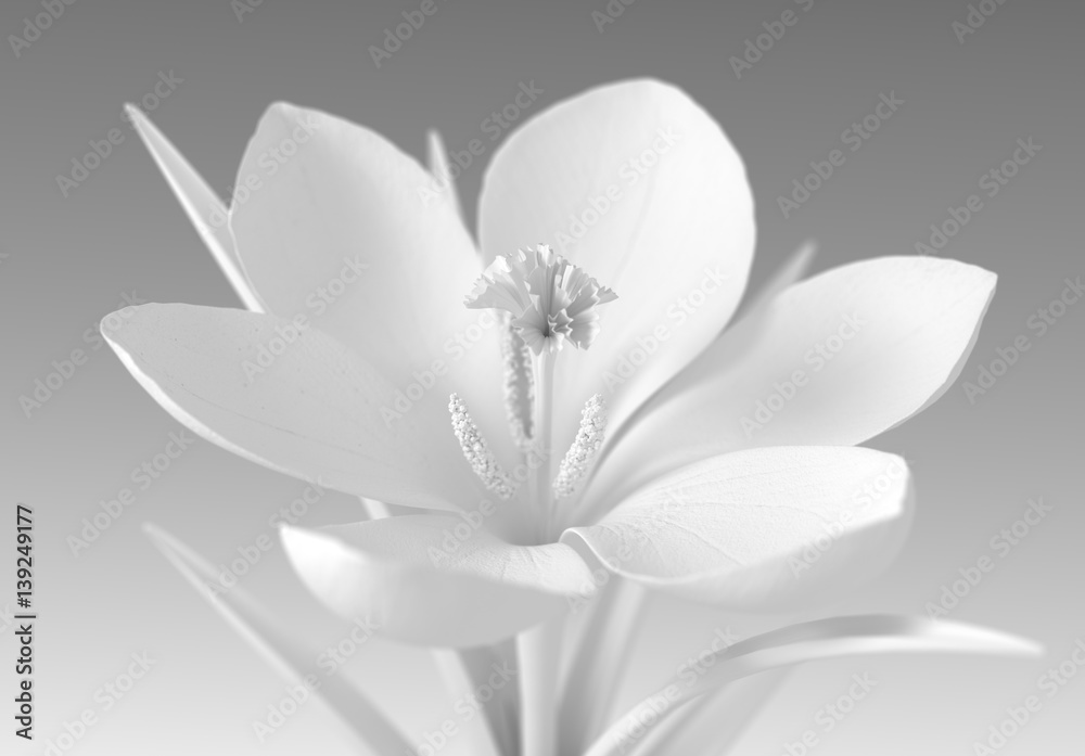 White Crocus Flower On Gradient Background