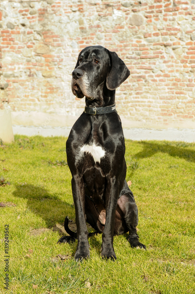 Great Dane purebred dog