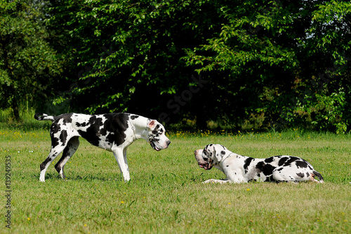 Canvas Print Two Great Dane purebred dogs