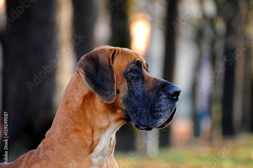 Great Dane purebred dog © Ricant Images