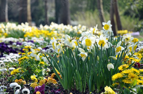 White and yellow daffodils blooming in the garden in spring close-up.