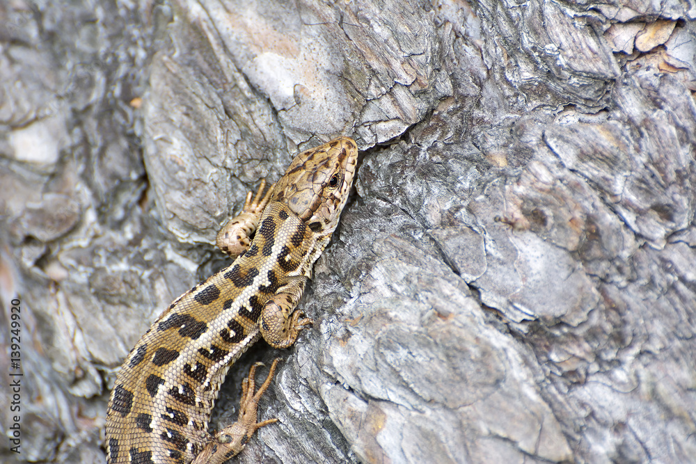 A lizard sitting on a rock warming up for the activities of the day. A lizard sitting on a rock warming up for the activities of the day.