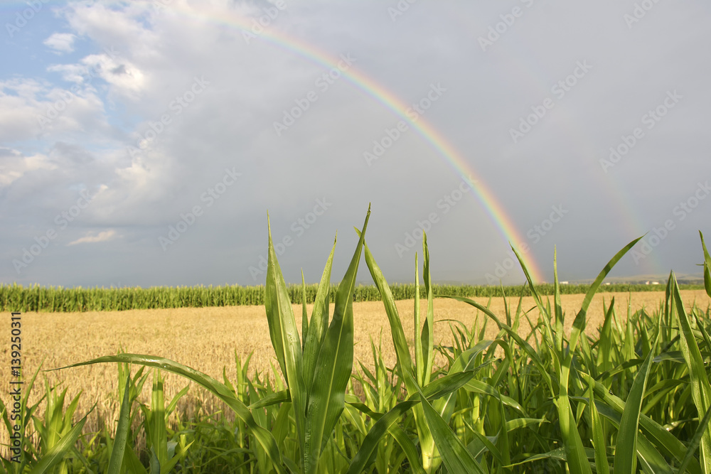 Naklejka premium Rainbow over a field during summer