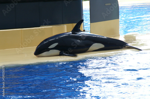 Orca photo