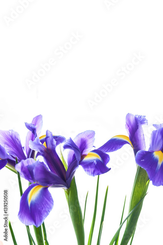 Fototapeta Naklejka Na Ścianę i Meble -  Spring flower frame made from iris